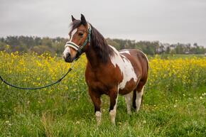 Vorschaubild img 20250213 wa0019